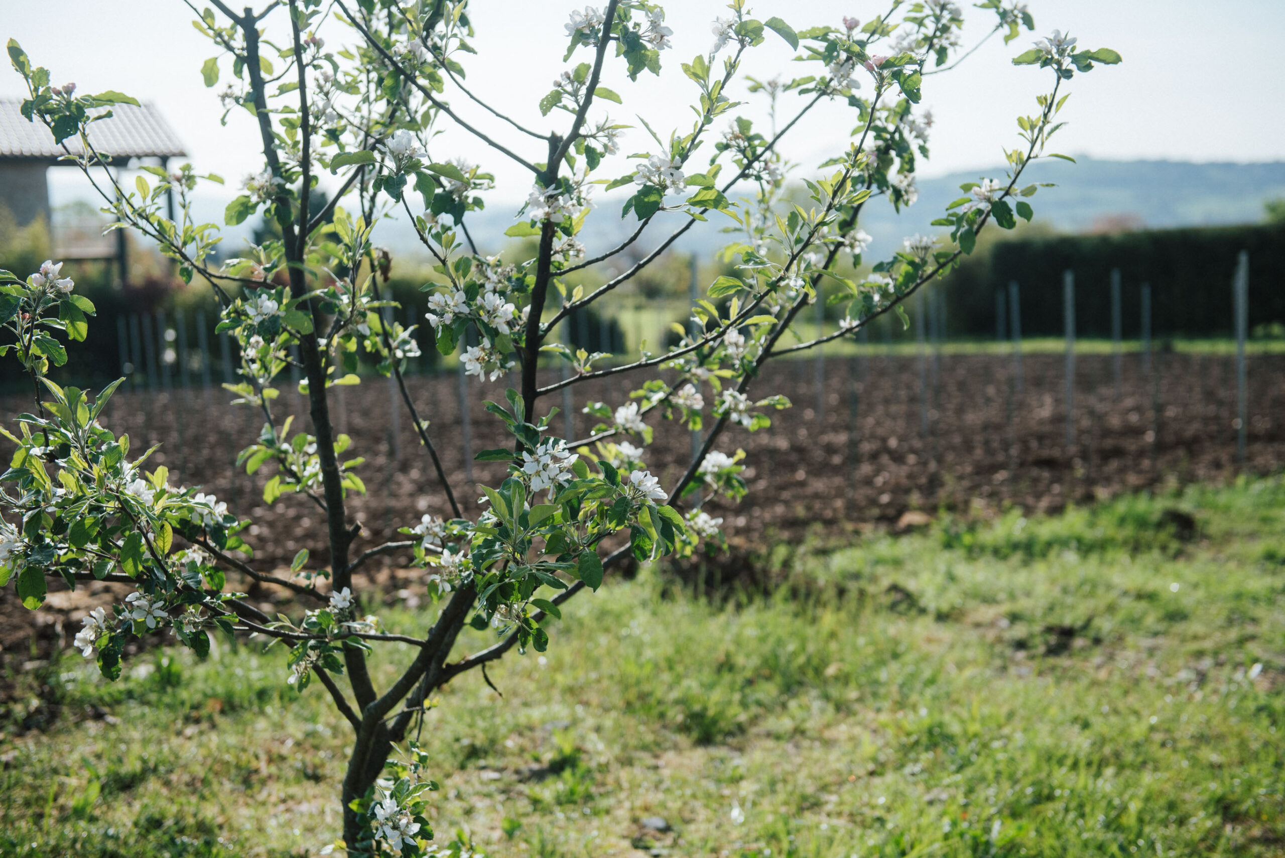 domaine famille couzon 19